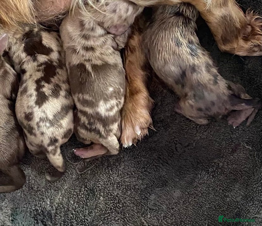 Miniature Dachshund dogs for sale: KC Miniature Dachshund Long Coat - Advert 7