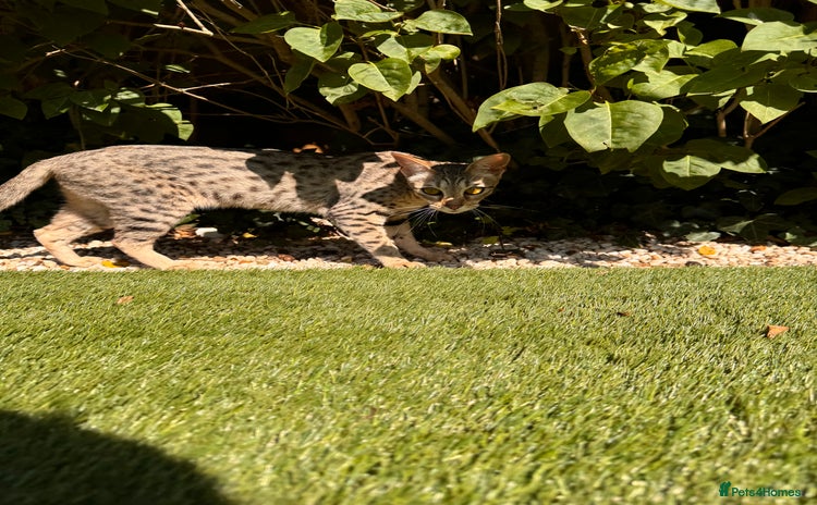 Savannah cats - Advert 2