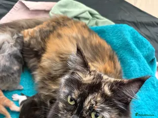 Maine Coon cats Three beautiful maincoone kittens - Advert 1