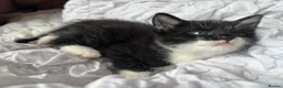 Mixed Breed cats for sale: Black & White Kitten, Female in Stoke-on-Trent - Advert 3