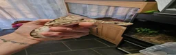 Python Snake reptiles for sale: Baby royal pythons  - Advert 7