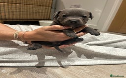 Staffordshire Bull Terrier dogs for sale: Beautiful Full Blue Staffordshire Puppies for sale - Image 11