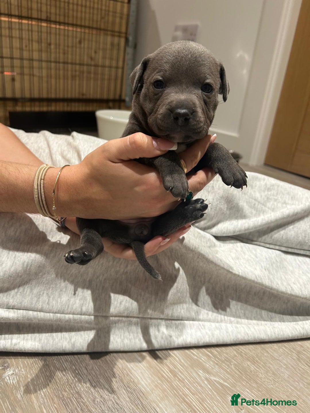 Staffordshire Bull Terrier dogs for sale: Beautiful Full Blue Staffordshire Puppies for sale - Image 11