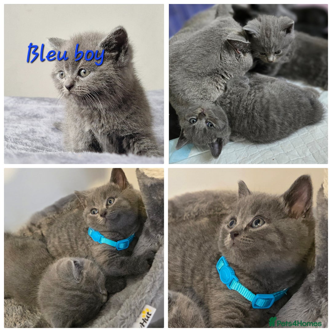 British Shorthair cats for sale: BSH kittens 💙🖤 - Image 2