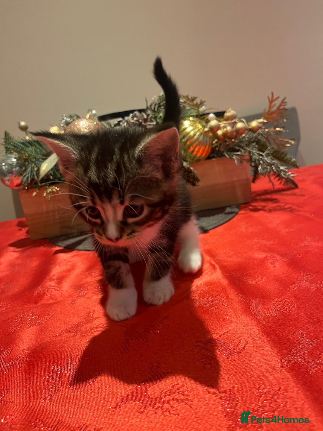 Maine Coon cats for sale: Main coon cross bread  - Advert 10