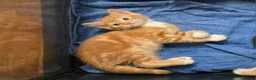 Mixed Breed cats for sale: Adorable kittens  - Advert 16