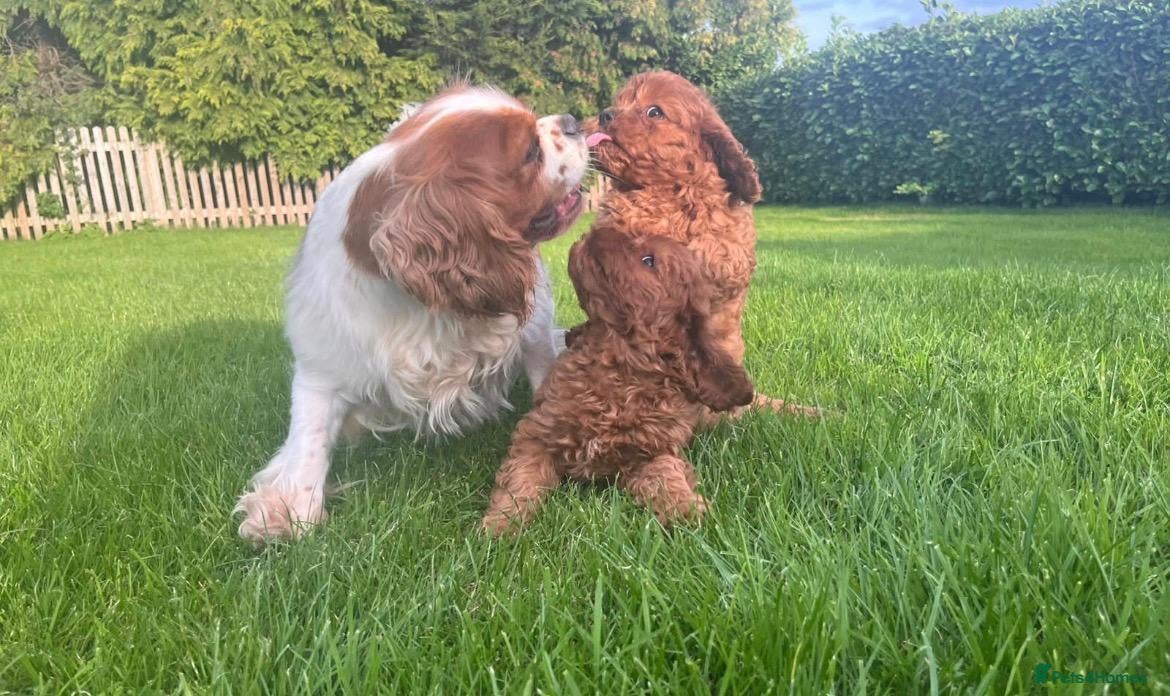 Cavapoo dogs Adorable F1 Cavapoo Puppies  - Advert 2