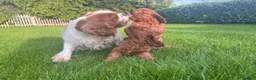 Cavapoo dogs for sale: Adorable F1 Cavapoo Puppies  in Uttoxeter - Advert 2