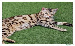 Bengal cats for sale: CH Beautiful Retired Bengal Queen(TICA registered) - Image 4