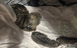 Bengal cats for sale: Bengal cross Maine coon - Image 5
