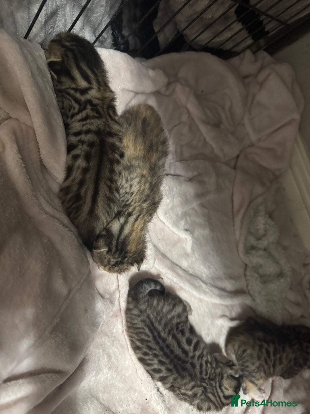 Bengal cats for sale: Bengal cross Maine coon - Image 5
