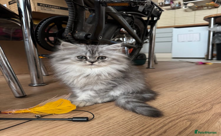 Persian cats - Advert 6