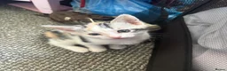 Mixed Breed cats for sale:  1 LEFT Silver marble bengal cross kitten - Advert 4