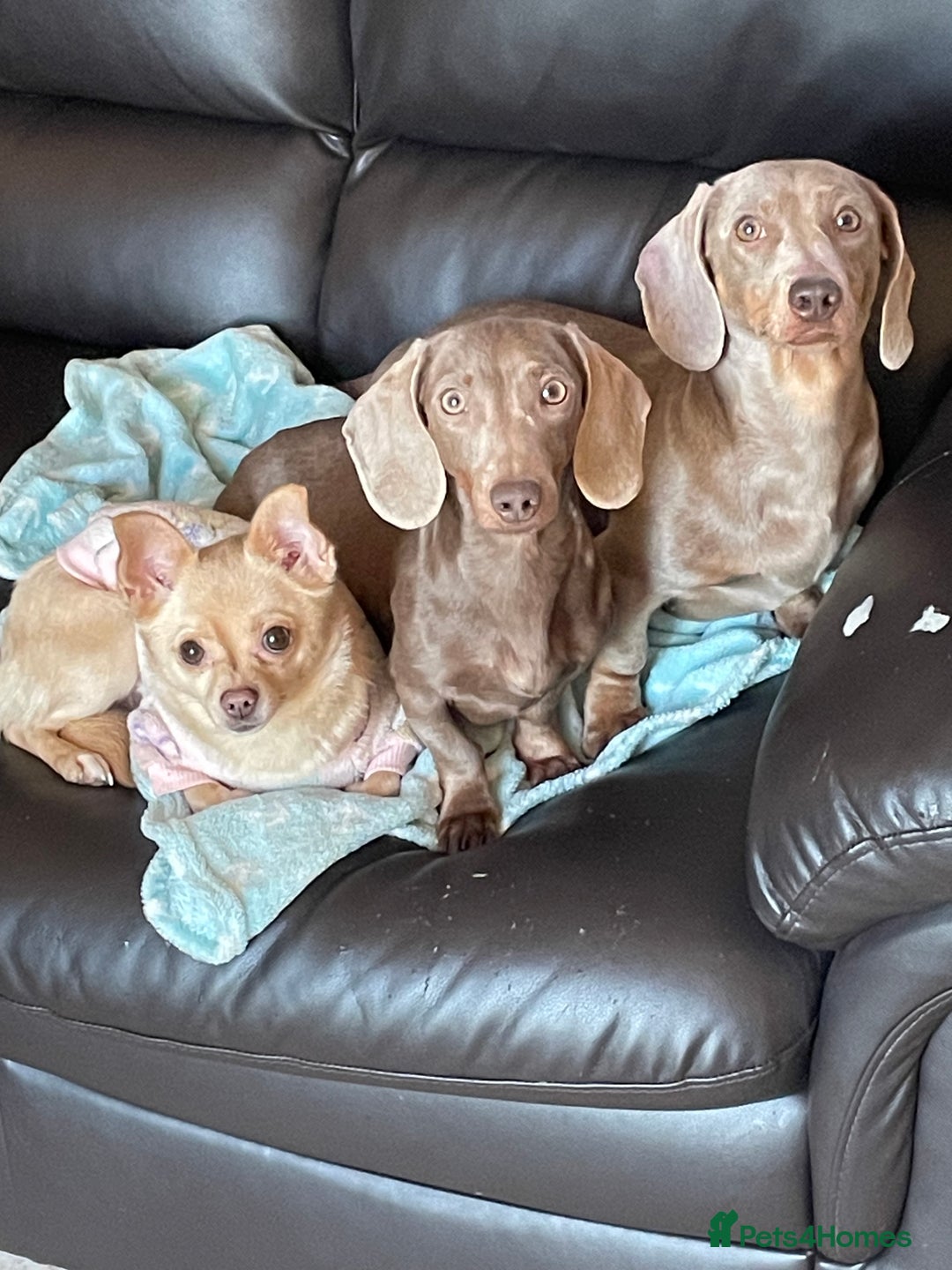 Dachshund dogs for sale: Dachshund  - Image 7