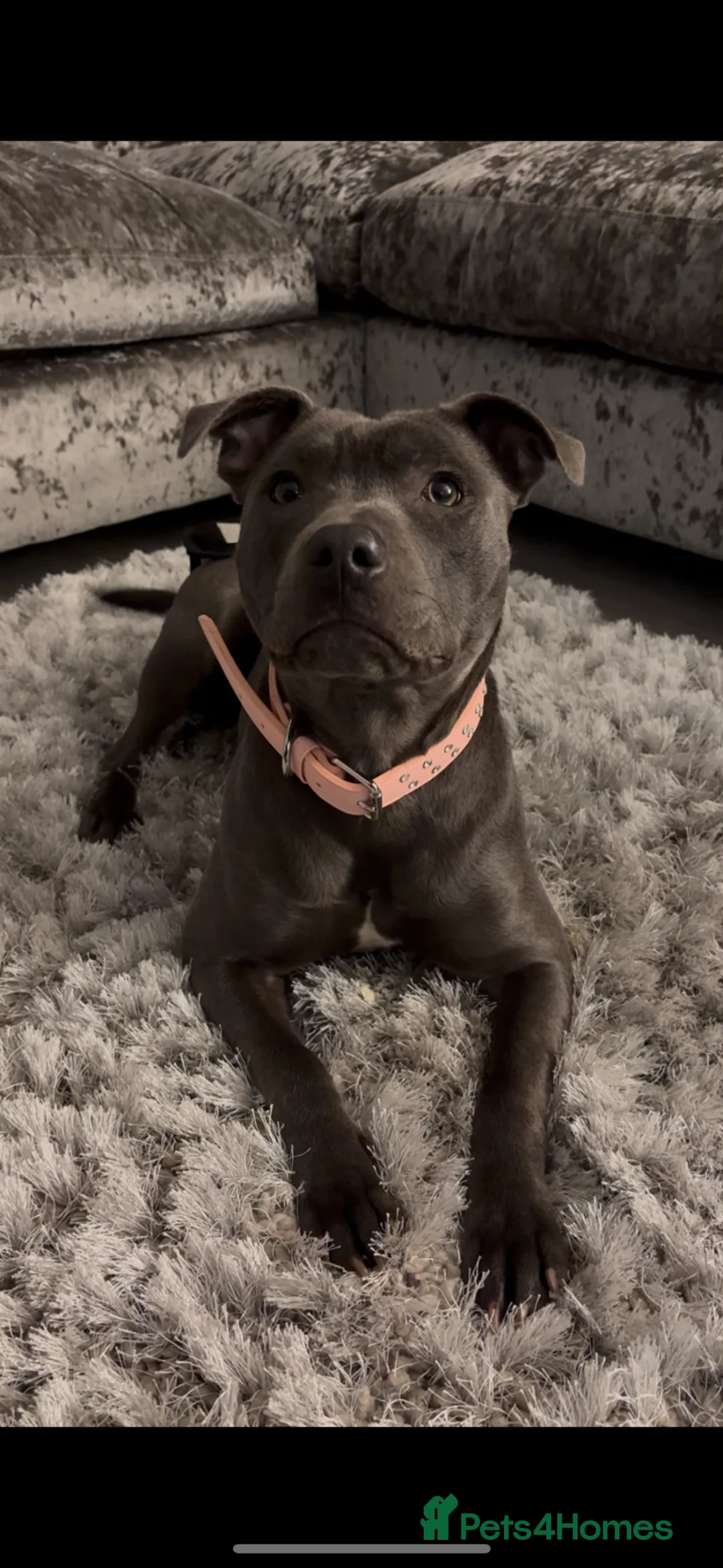 Staffordshire Bull Terrier dogs for stud: Looking for a stud. - Advert 2