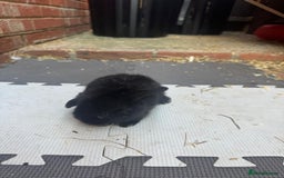 Dwarf Lop rabbits for sale: Dwarf lop kitts  - Image 11