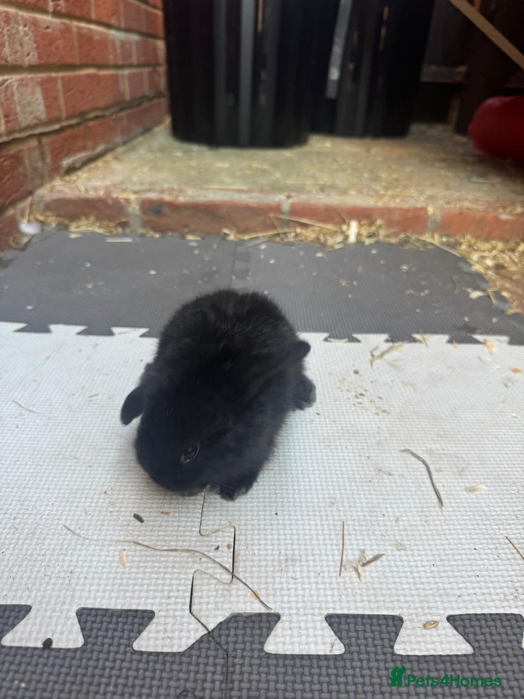 Dwarf Lop rabbits for sale: Dwarf lop kitts  - Image 11