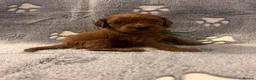 Cockapoo dogs for sale: Beautiful Cockapoo Puppies - litter of 9. in Washington - Advert 7