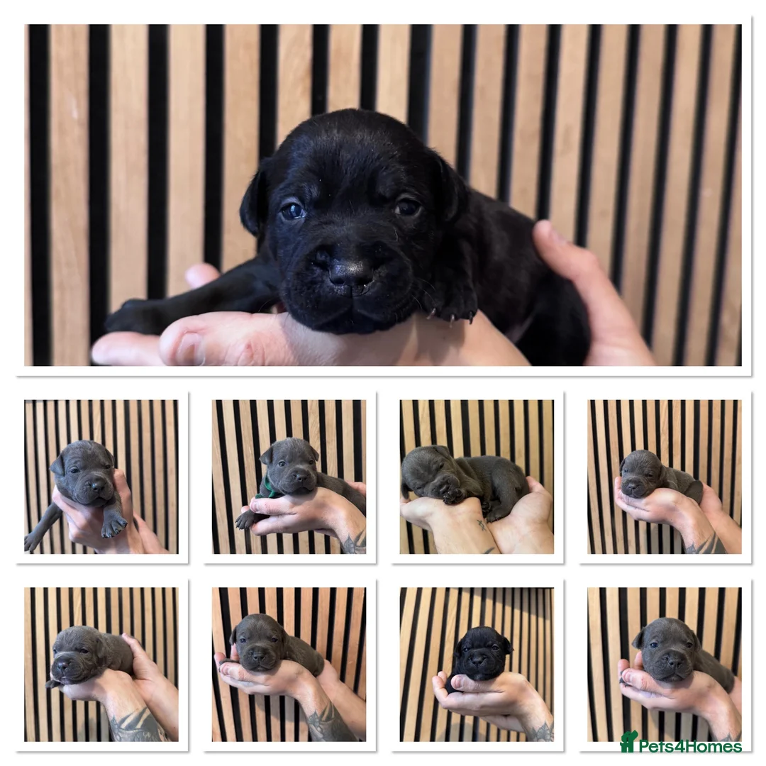 Staffordshire Bull Terrier dogs for sale: KC Staffordshire bull terrier  in Stockton-on-Tees - Advert 1
