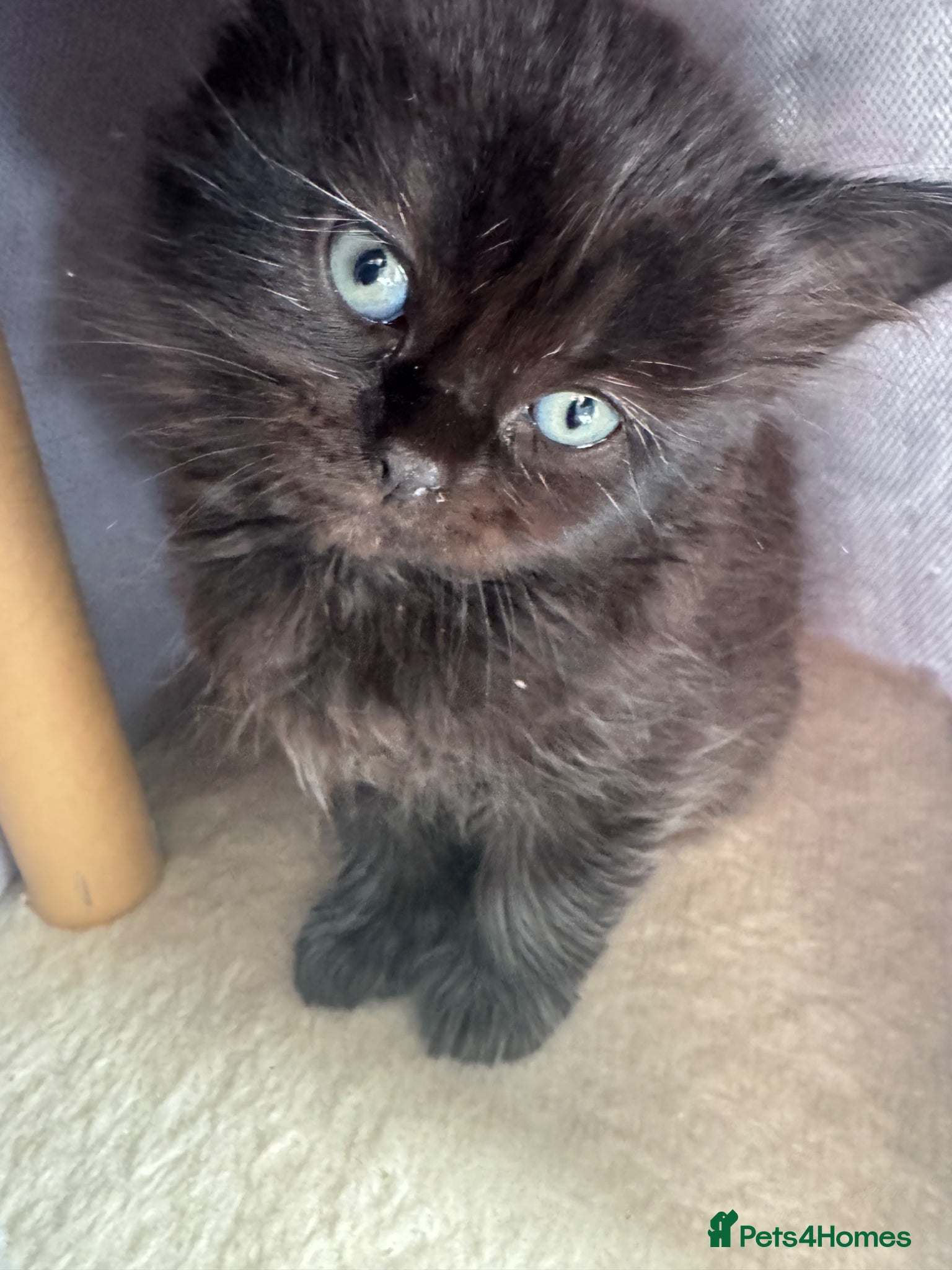 British Shorthair cats British Shorthair kittens not ready for pickup ye - Advert 1
