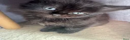 British Shorthair cats for sale: British Shorthair kittens not ready for pickup ye - Advert 1