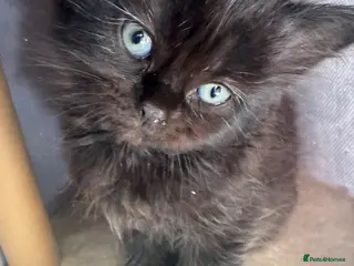 British Shorthair cats British Shorthair kittens not ready for pickup ye - Advert 1