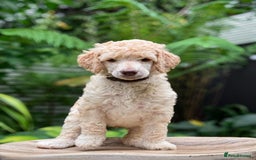 Standard Poodle dogs for sale: Standard Poodle Puppies Looking for Their Families - Image 11