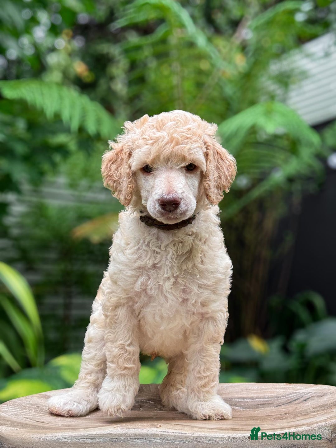 Standard Poodle dogs for sale: Standard Poodle Puppies Looking for Their Families - Image 11