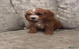 Cavapoo dogs for sale: F1 TOY CAVAPOO PUPPIES  - Image 13