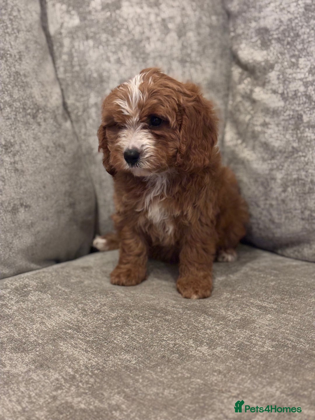 Cavapoo dogs for sale: F1 TOY CAVAPOO PUPPIES  - Image 13