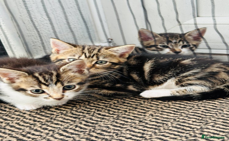 Domestic Shorthair cats - Advert 5