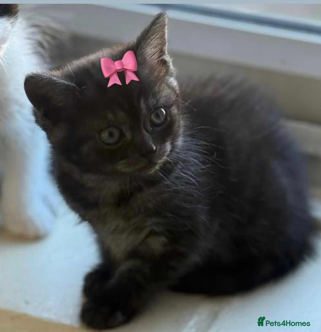 Scottish Fold cats for sale: ScottFord and British longhair  - Image 11