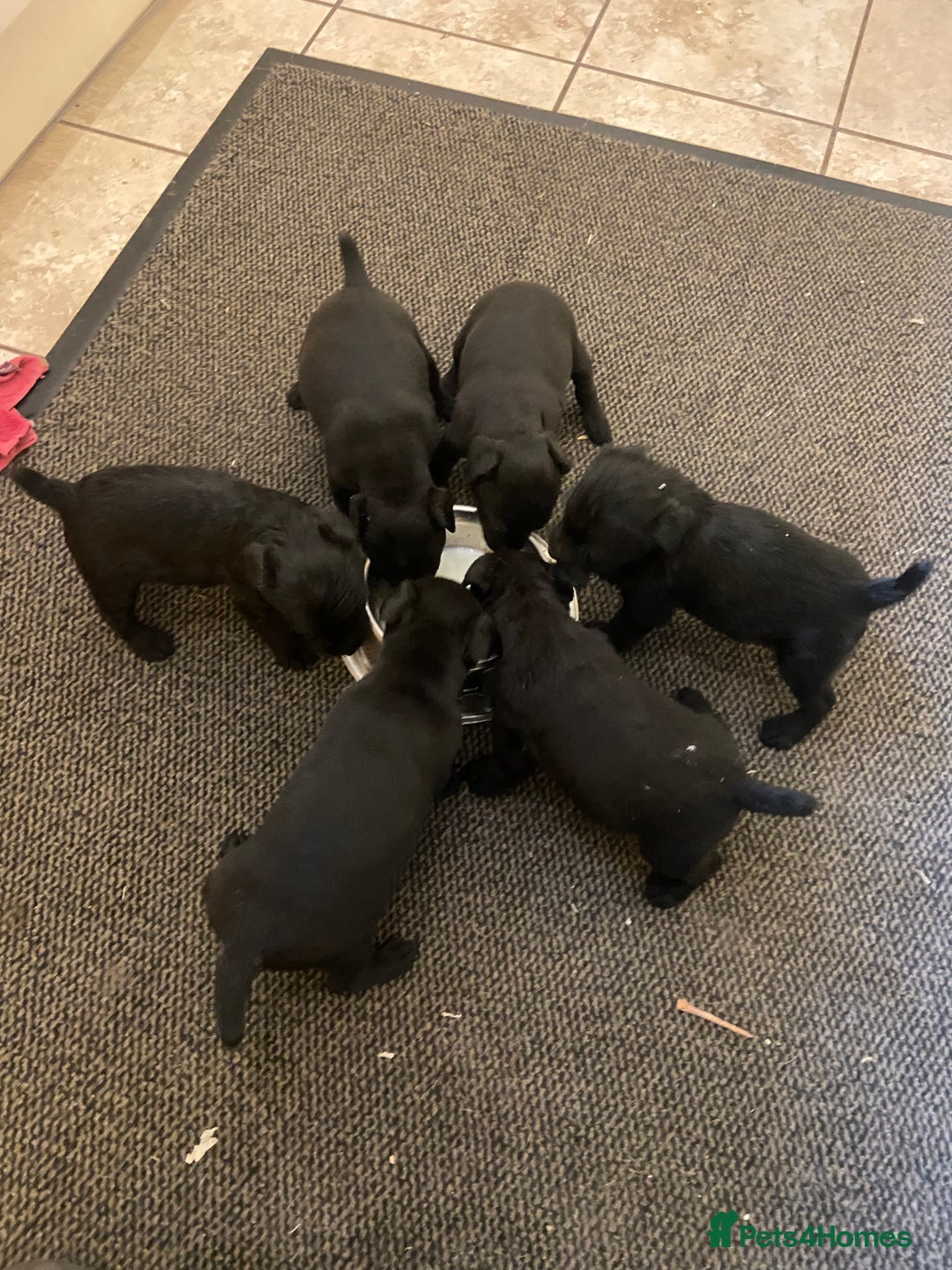 Patterdale Terrier dogs for sale: Patterdale terrier bitch.  - Advert 3