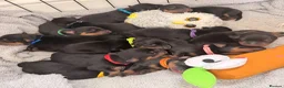 Rottweiler dogs for sale: ⭐️ KC registered Rottweiler puppies ⭐️ - Advert 2