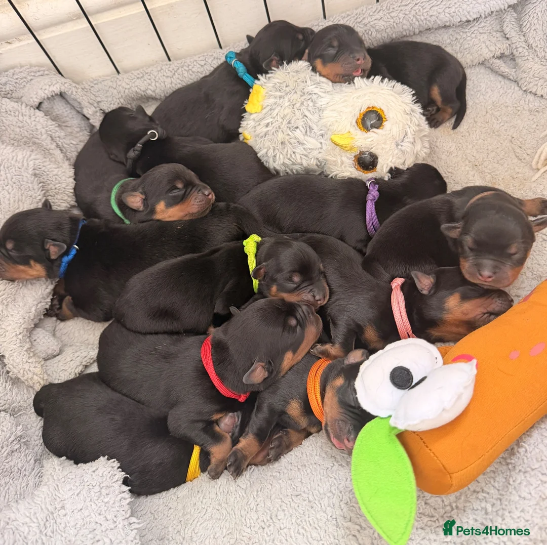 Rottweiler dogs for sale: ⭐️ KC registered Rottweiler puppies ⭐️ - Advert 2