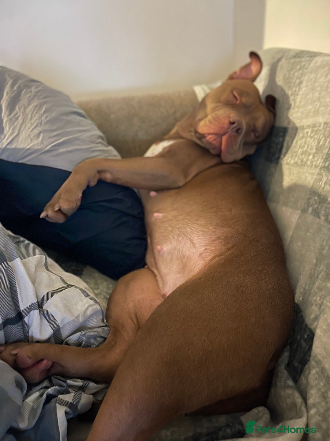 Mixed Breed dogs for sale: American bully/Pit x Rhodesian Ridgeback  - Advert 5