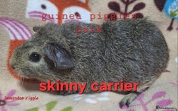 Guinea Pig rodents for sale: Female guinea pig babies in Saltburn-by-the-Sea - Image 2