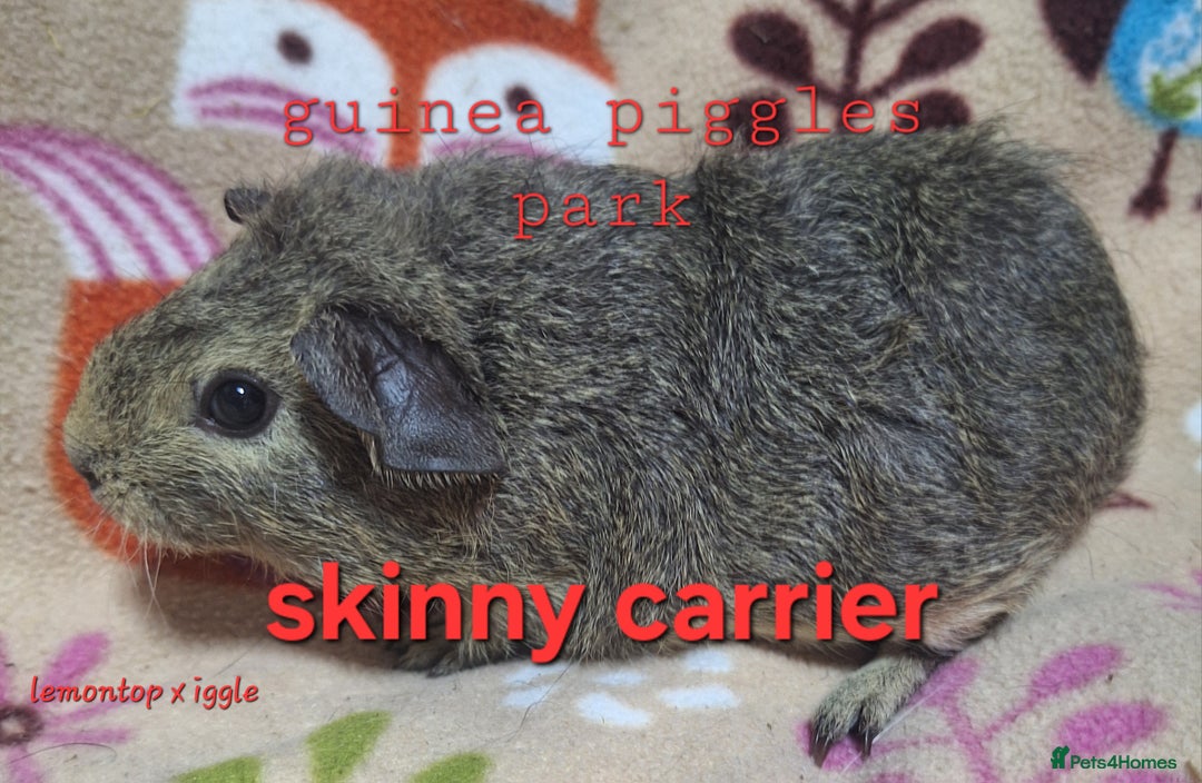 Guinea Pig rodents for sale: Female guinea pig babies in Saltburn-by-the-Sea - Image 2