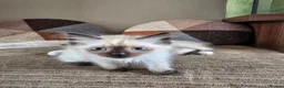Ragdoll cats for sale: Ragdoll kittens ready now in Blackwood - Advert 5