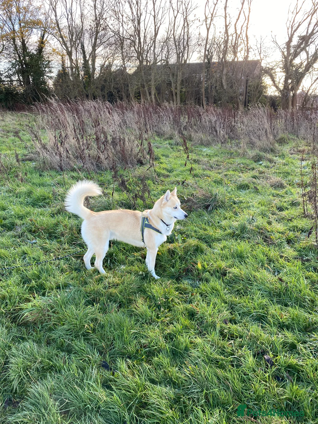 Siberian Husky dogs for stud: Siberian Husky for Stud in Wrexham - Advert 2