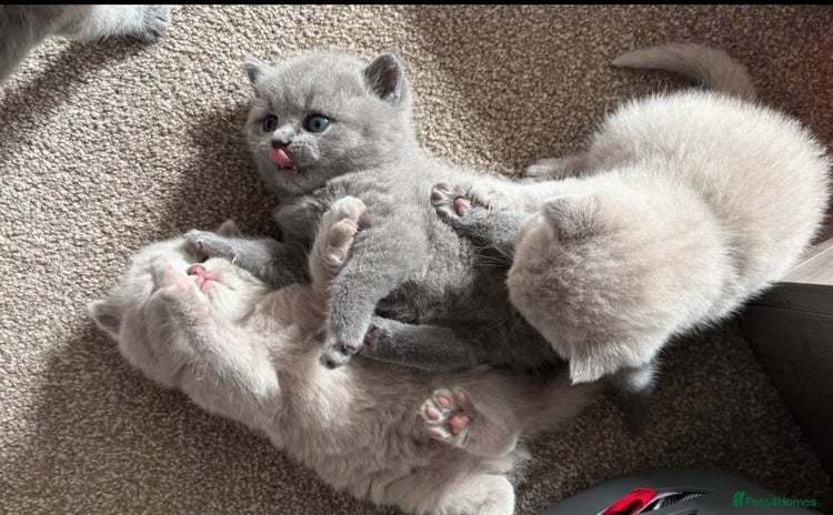 British Shorthair cats - Advert 16