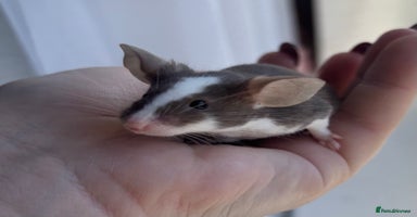 Mouse rodents - Advert 5