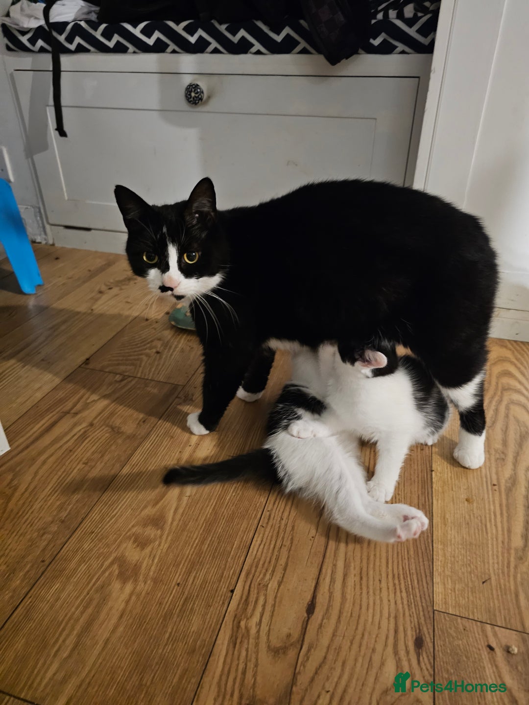 Mixed Breed cats for sale: 2 kittens left - Image 2