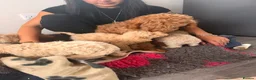 Cockapoo dogs for sale: F1b cockerpoos ready tomorrow  - Advert 3