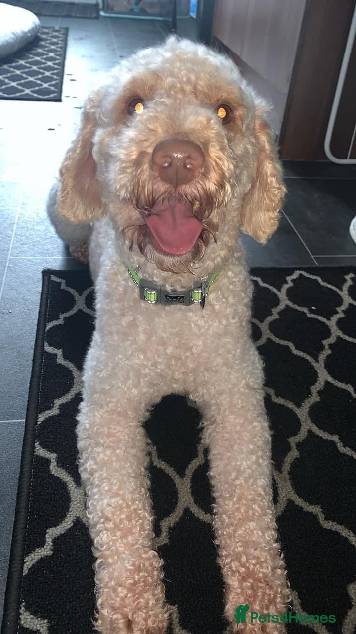 Miniature Poodle dogs Apricot miniature poodle stud Health tested in Durham - Advert 5