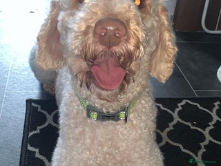 Miniature Poodle dogs in Durham - Advert 5