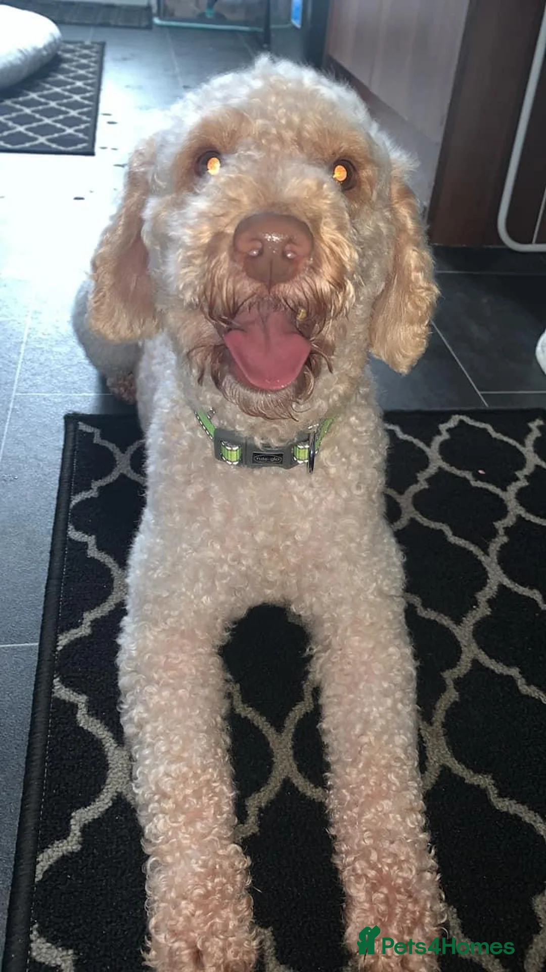 Miniature Poodle dogs for stud: Apricot miniature poodle stud Health tested in Durham - Advert 1