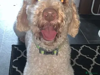 Miniature Poodle dogs Apricot miniature poodle stud Health tested in Durham - Advert 1