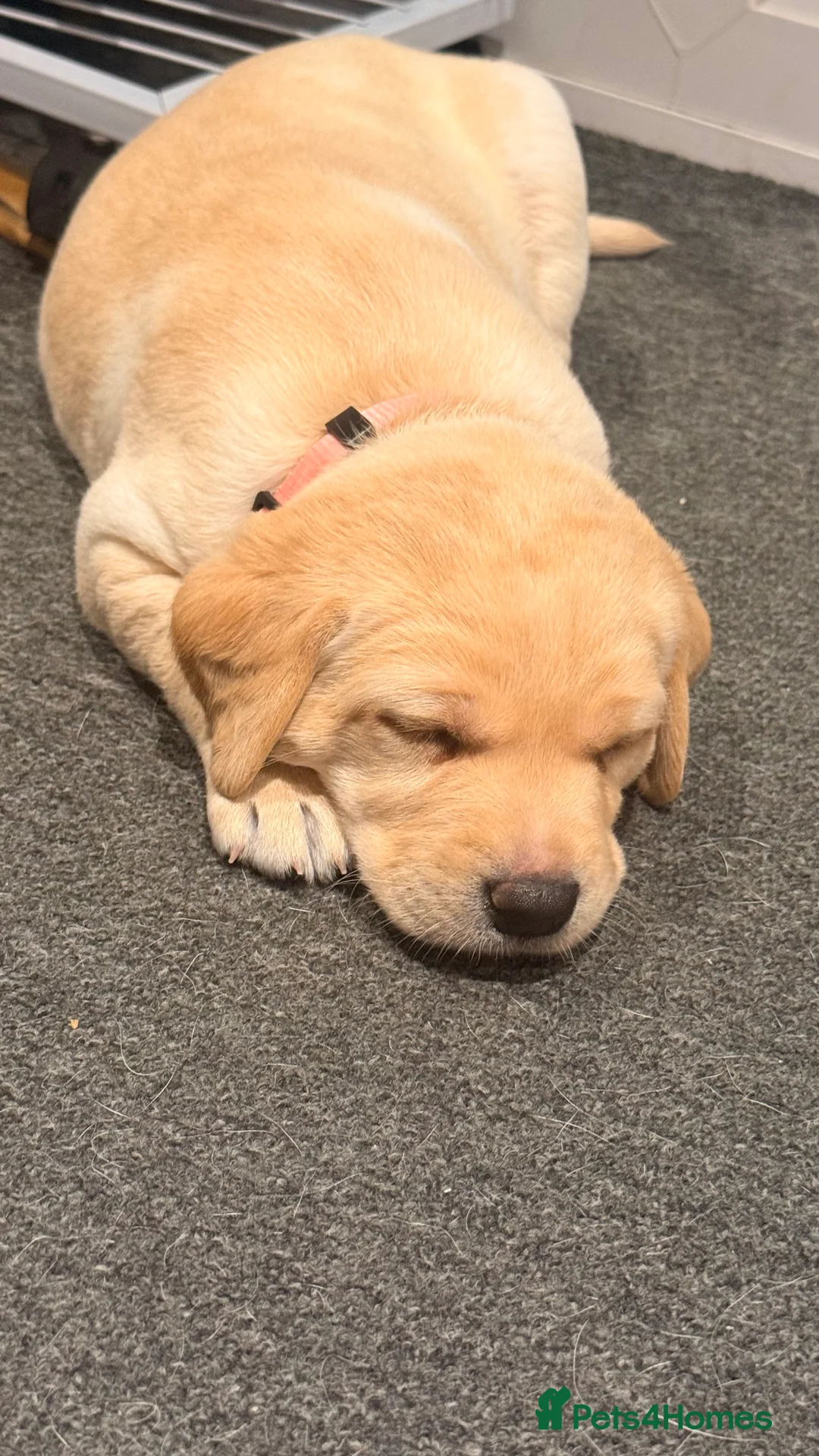 Labrador Retriever dogs for sale: 🐾💛 Looking for their forever family… 💛🐾 - Advert 18