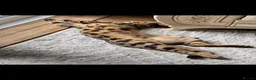 Bengal cats for sale: Mr.Atesh - Advert 5